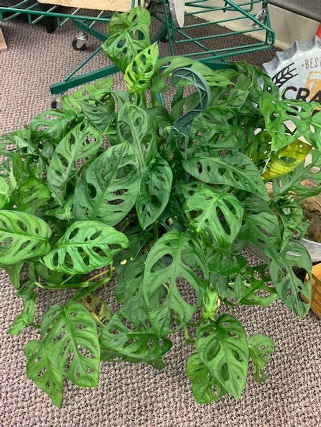 Designer Choice Green Plants 6", 8" & 10" Flowers From The Heart LLC